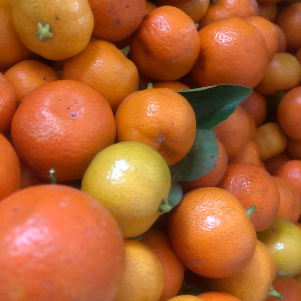 Citrus Season in full swing